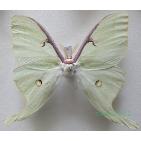 Actias luna (Linnaeus, 1758) male ex. ovo USA 90mm40